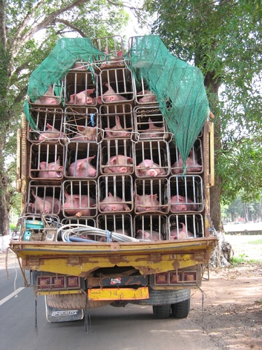 Pig and Pig