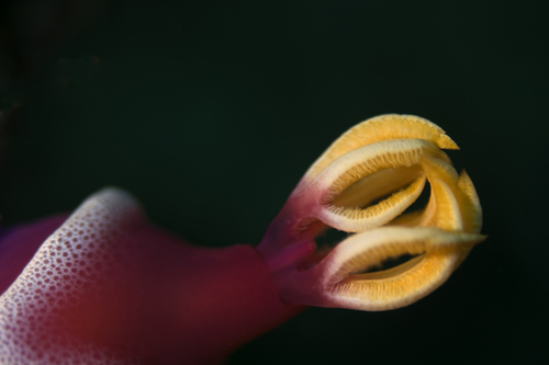 Nudibranch Gills