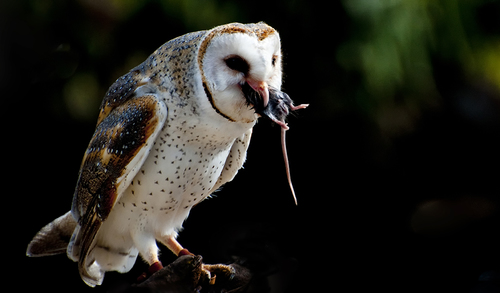 Owl Vs Mouse