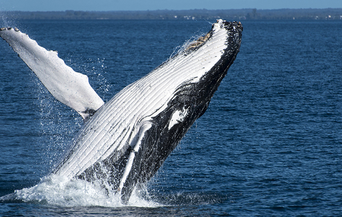 Whale of a Time
