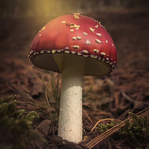 Mushroom