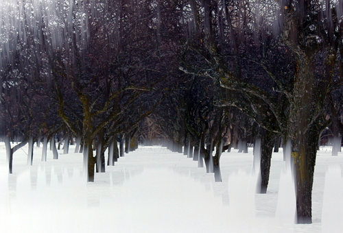 Dark Orchard