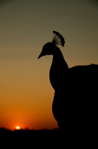 Peacock at Sunset