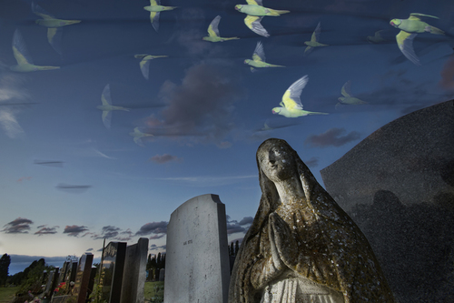 Birds of Pray