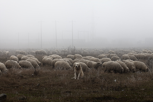 Beyond the Fog