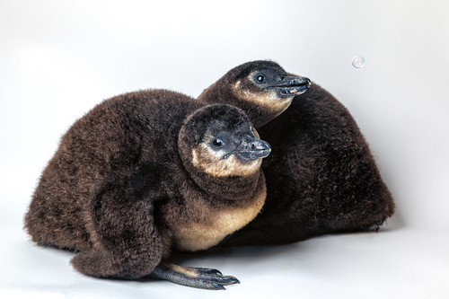 Bubble Buddies