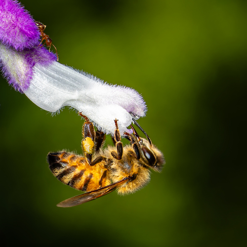 Ant Bee