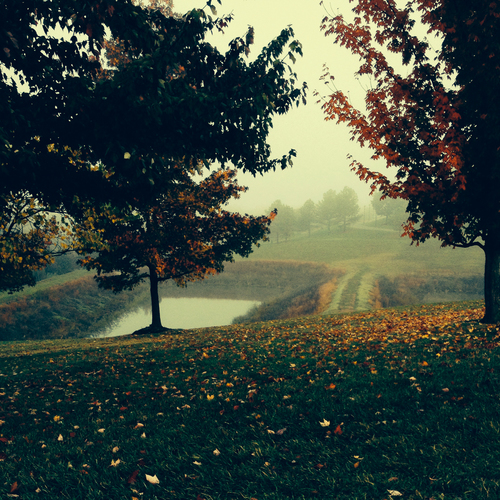 Rolling Fog