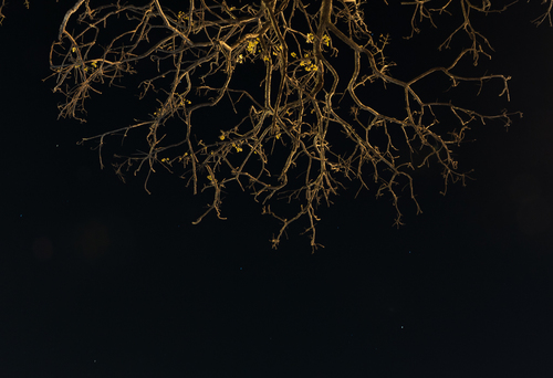 The Tree in Yellow