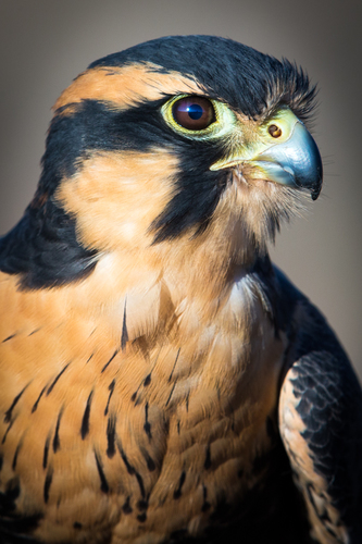 Aplomado Falcon