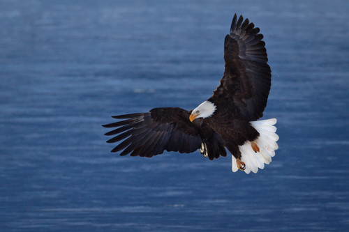 Eagle Landing