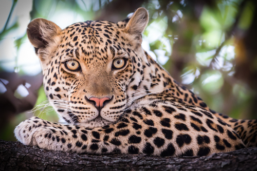 Leopard in a Tree