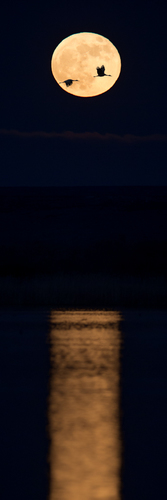 Moon and Cranes