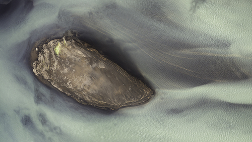 The Island