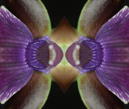 Purple Passion