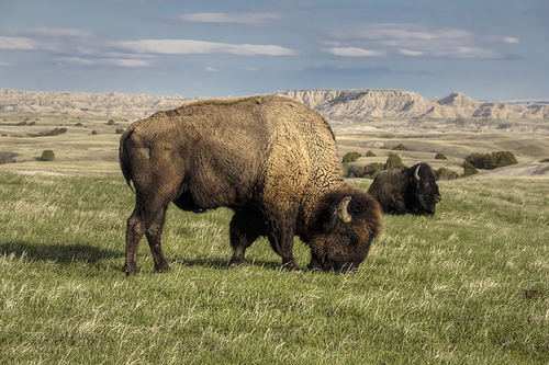 American Buffalo