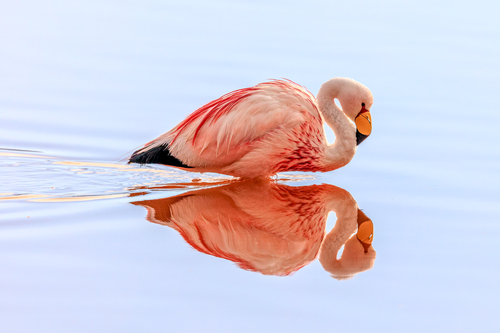 A James's Flamingo Glides By