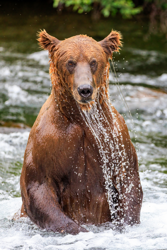 A Calendar Bear