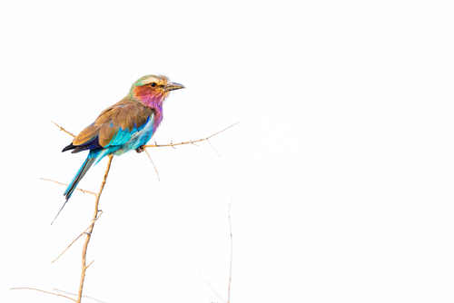 A Roller in High Key