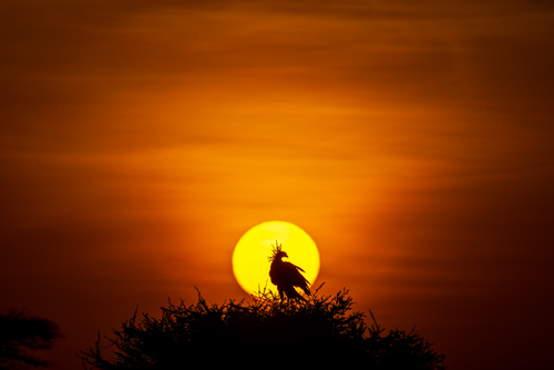 Serengeti Sunrise