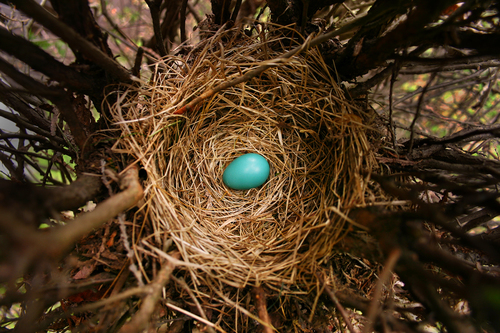 Robin Egg