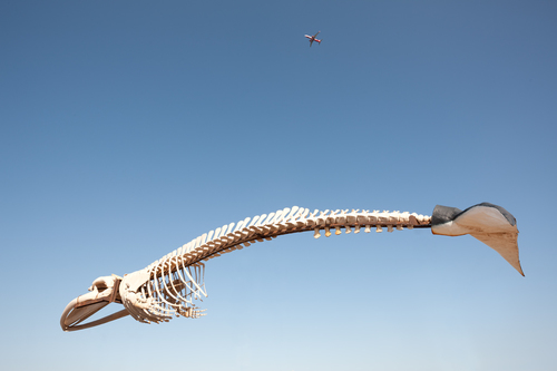 Now If Whales Could Fly