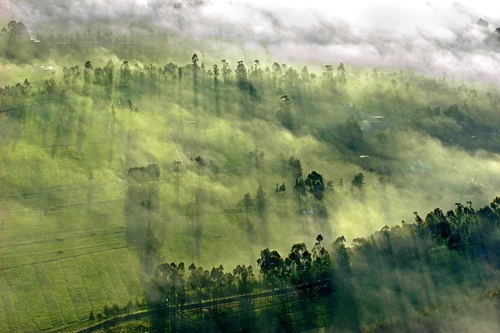 Tea Mist