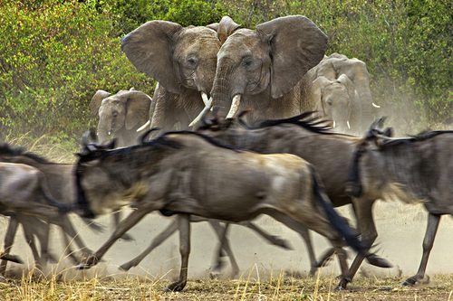 Dust Herds