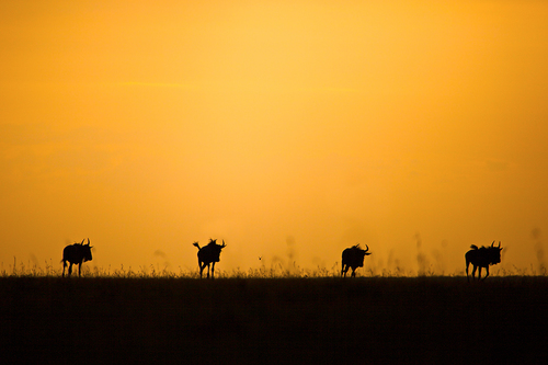 Wildebeest Sunset