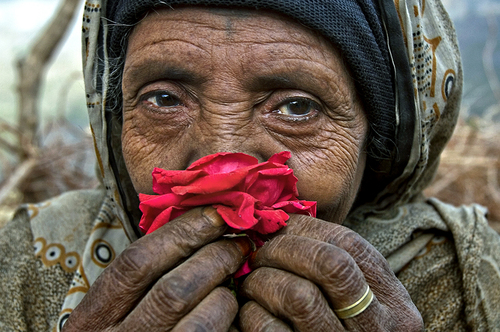 Red Rose