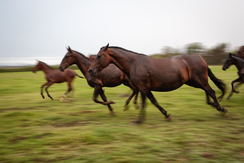 Running Horses