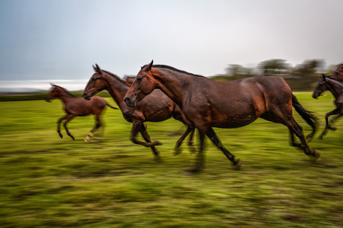 Running Horses