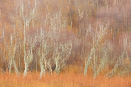 Autumn Colour