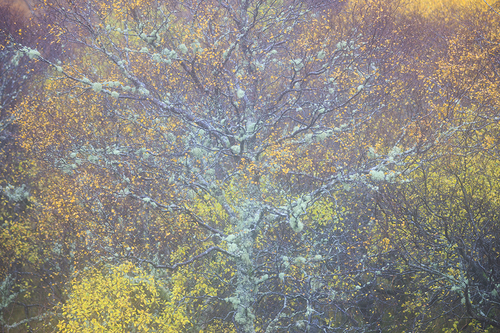 Lichen Tree