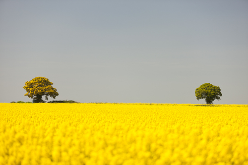 Two Trees