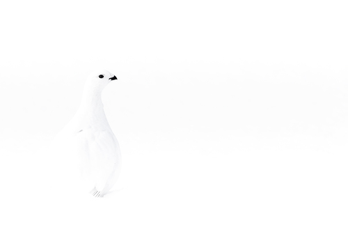Invisible 