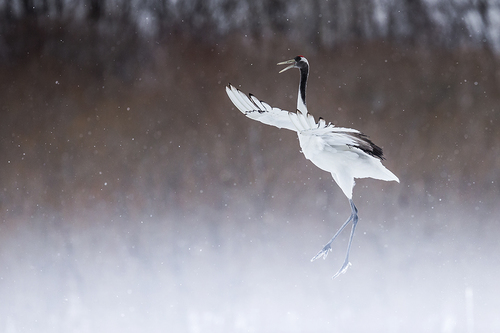 Crane Style 