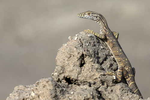 Desert Monitor