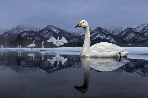 Whooper Swan 