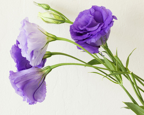 Purples