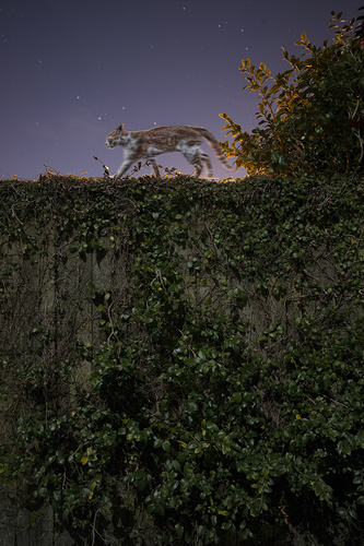 Cat Crosses the Fence
