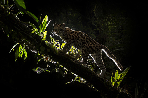 Shadow Cat