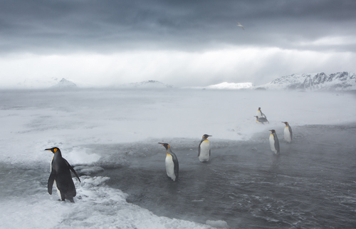 Kings of Antarctica