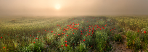 Red Poppies