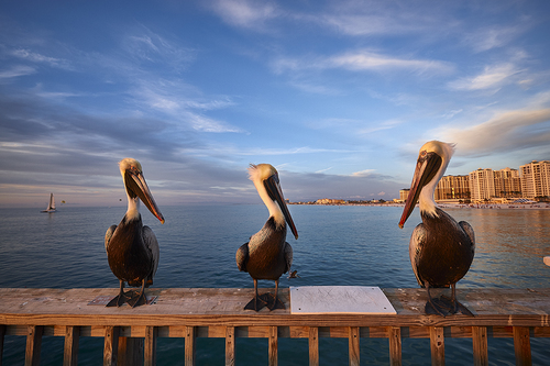 Pelicans
