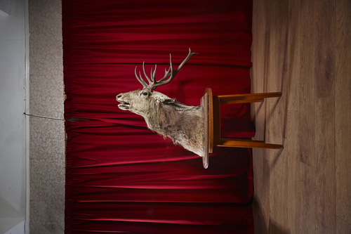 Oh Deer