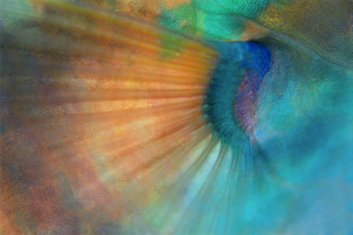 Parrotfish Fin