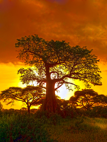 African Sunset