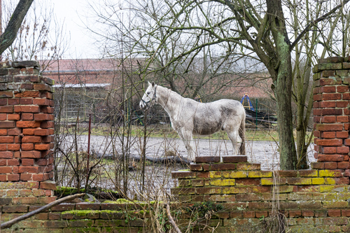 Lonely Horse