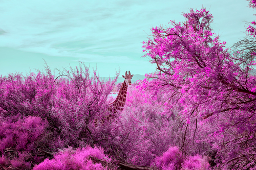 #PinkSafari II